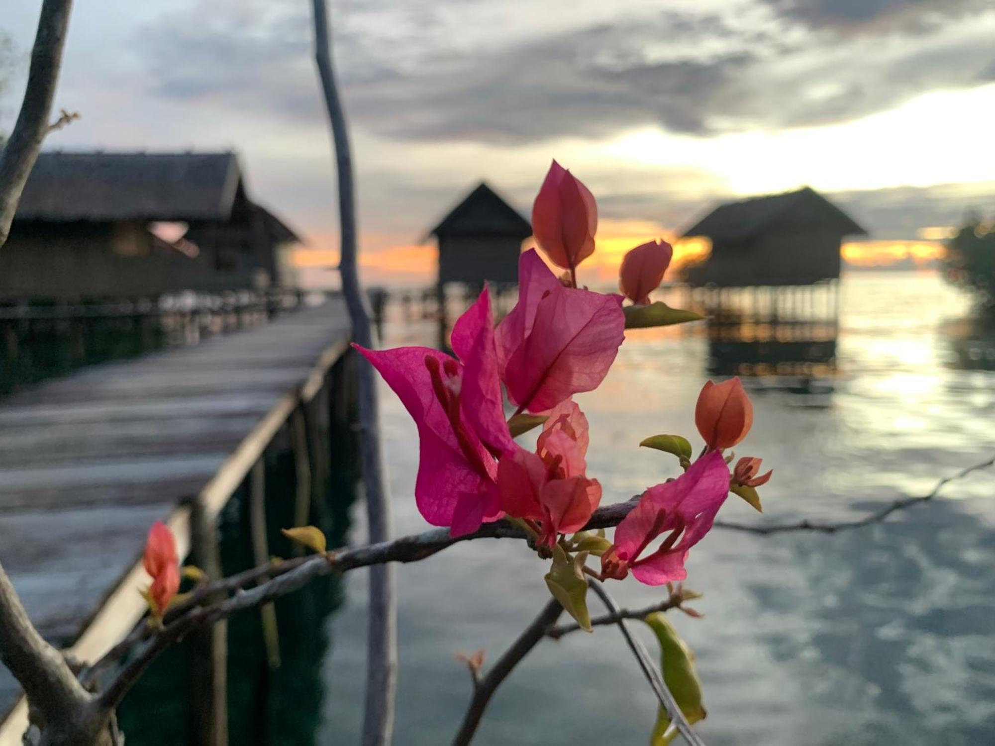 Nyanse Homestay - Raja Ampat Besir Eksteriør billede